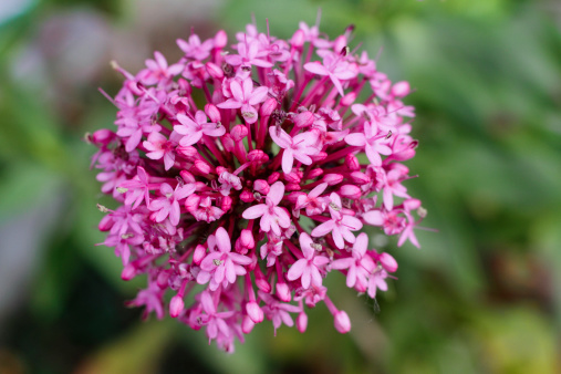 Red valerian (Centranthus ruber) is one of those plants, like Buddleia, that grows abundantly from walls and unpromising stony locations. This photograph shows how the pink flowers are so arranged that they make a globe.