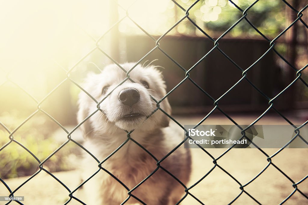 Cute puppy cute puppy portrait Animal Stock Photo