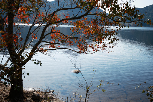 Springtime tree at the lake of Lygnern in Halland, Sweden.