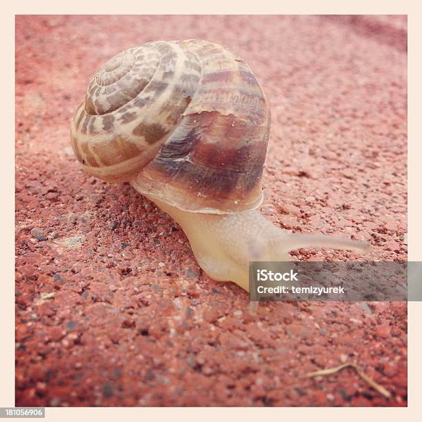 달팽이 0명에 대한 스톡 사진 및 기타 이미지 - 0명, 갈색, 거리