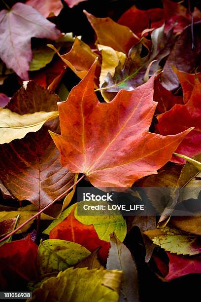 Autumn Листья — стоковые фотографии и другие картинки Без людей - Без людей, Вертикальный, Верхний ракурс