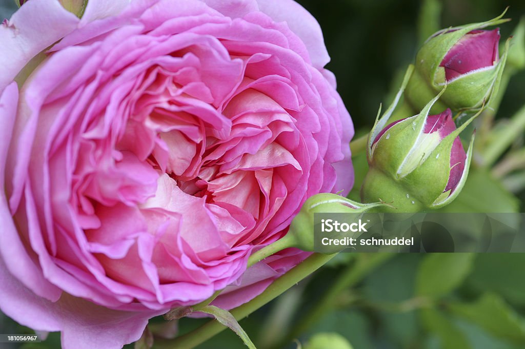 Englische rose - Lizenzfrei Baumblüte Stock-Foto