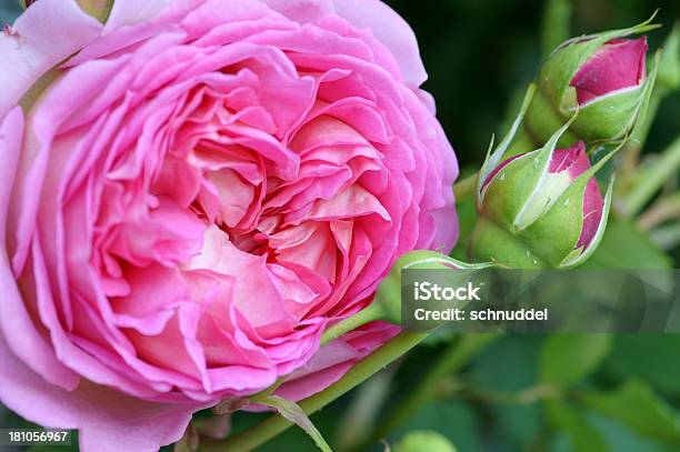 Englische Rose Stockfoto und mehr Bilder von Baumblüte - Baumblüte, Blume, Blüte