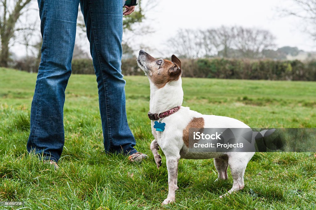 Jack Russell dog looking up at Women Jack Russell dog looking up at Women. Dog Stock Photo