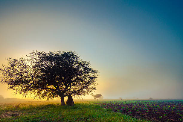 Sunrise over corn fields stock photo