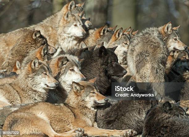 Wolf Kopf Stockfoto und mehr Bilder von Wolf - Wolf, Tiergruppe, Große Tiergruppe