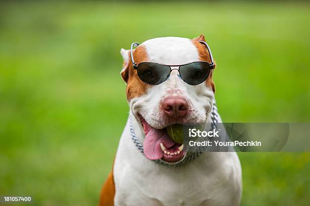 Pit Bull Terrier Foto de stock y más banco de imágenes de Adulto joven - Adulto joven, Aire libre, Alegre