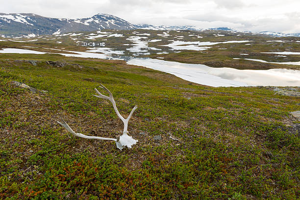 istock Reindeer antler in Lapland 181057605