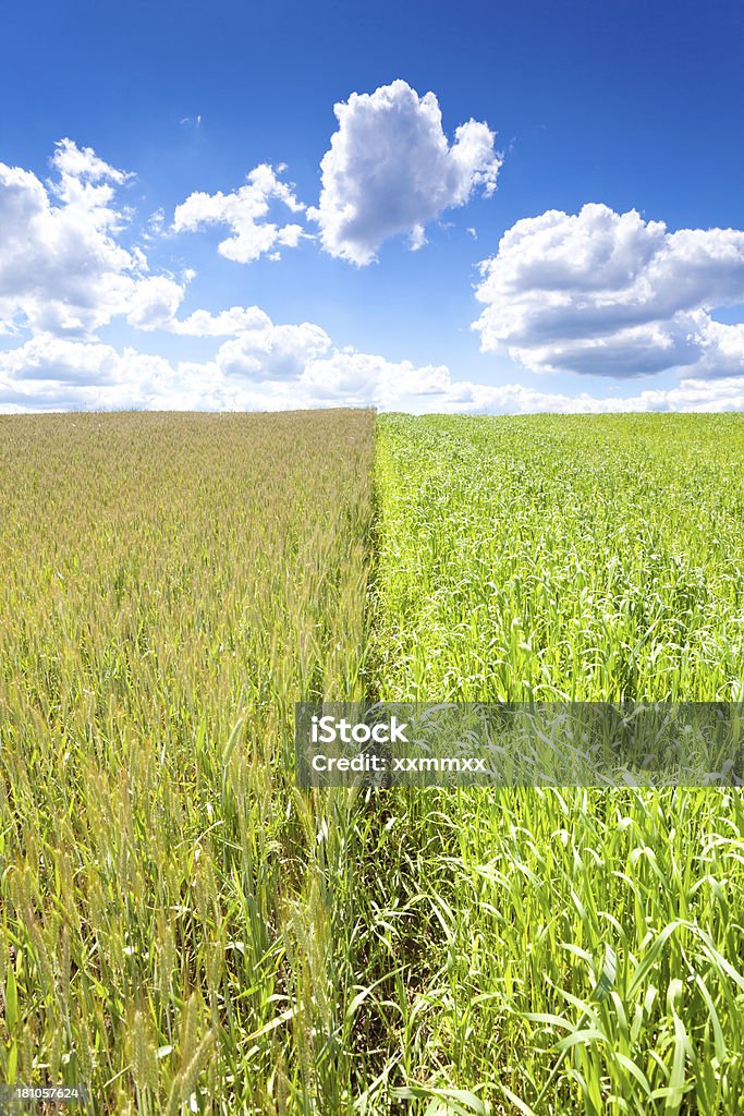 Campo de trigo - Foto de stock de Agricultura libre de derechos