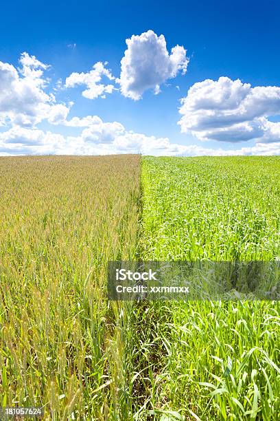 Campo De Trigo Foto de stock y más banco de imágenes de Agricultura - Agricultura, Aire libre, Ajardinado