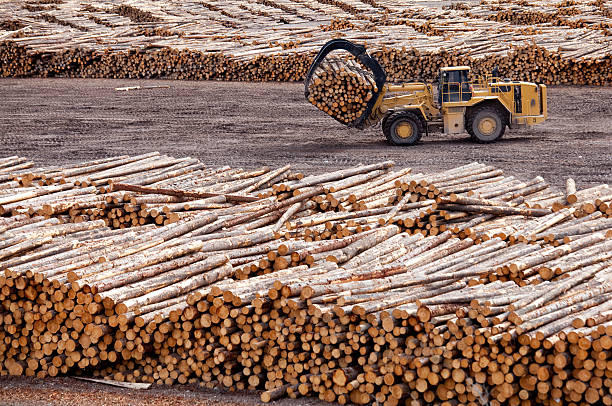 y registro de la industria forestal en columbia británica - lumber industry lumberyard stack wood fotografías e imágenes de stock