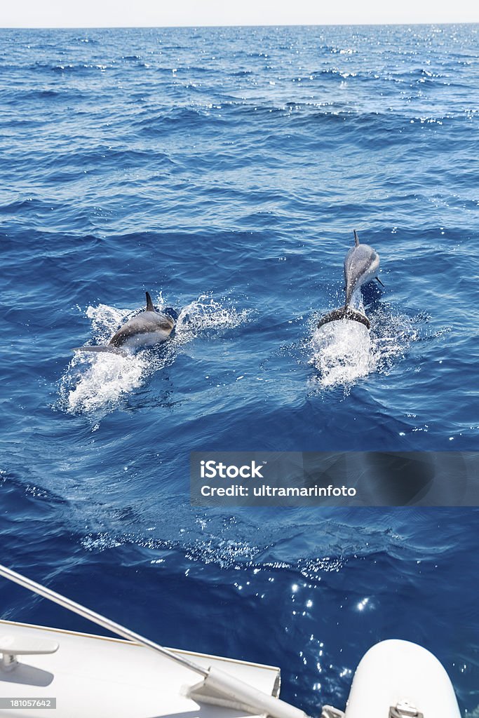 La voile avec les dauphins - Photo de Dauphin libre de droits