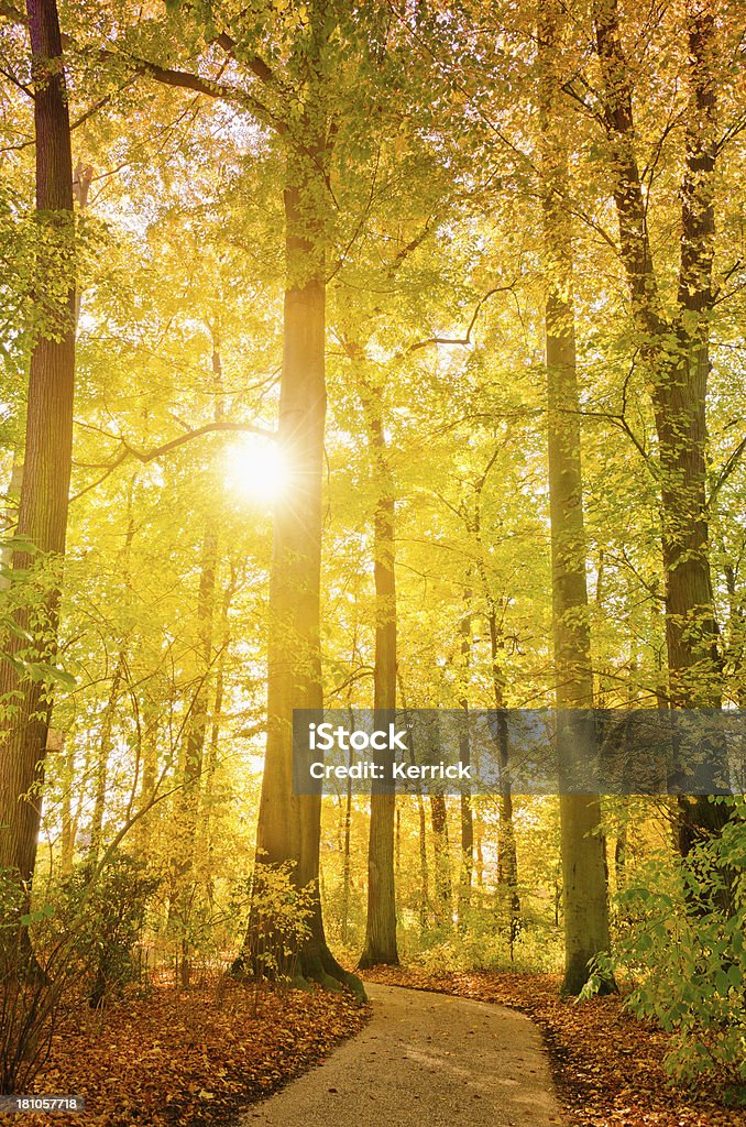 Laubwaldes in einem park im Sonnenlicht - Lizenzfrei Herbst Stock-Foto