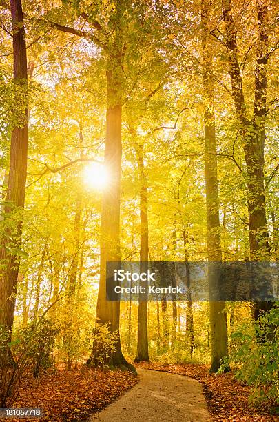 Laubwaldes In Einem Park Im Sonnenlicht Stockfoto und mehr Bilder von Herbst - Herbst, Sonne, Sonnenlicht