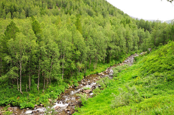 istock A view from above of a small turbulent river flowing through a dense birch forest on a cloudy summer day. 1810577500