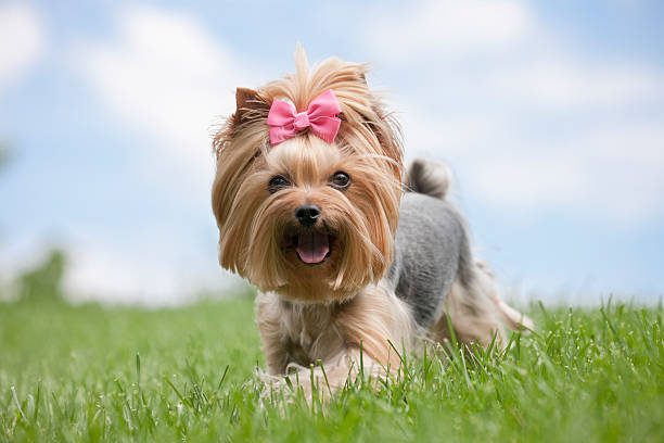 yorkshire terrier chien de course sur l'herbe - dog rose photos et images de collection