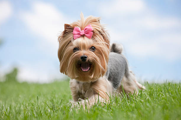 yorkshire terrier pies w trawie biegania - yorkshire terrier zdjęcia i obrazy z banku zdjęć