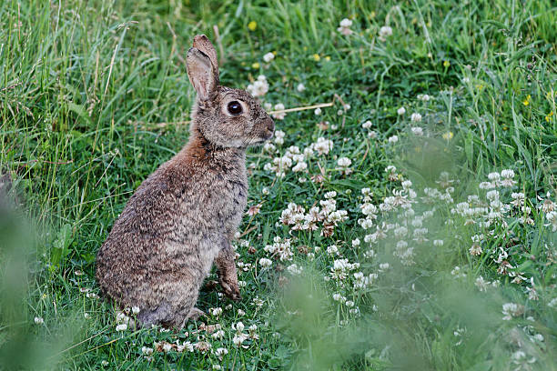 istock Alert wild rabbit Oryctolagus cuniculus sitting in white clover 181058156
