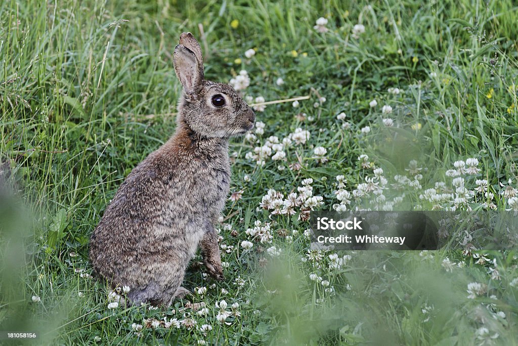 Алерт wild Кролик Oryctolagus cuniculus сидит в белый клевер - Стоковые фото White Clover роялти-фри