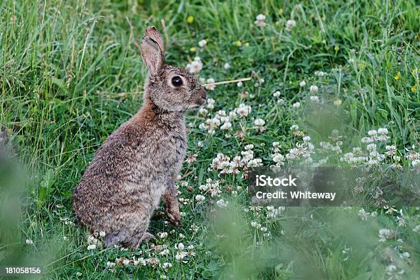 Алерт Wild Кролик Oryctolagus Cuniculus Сидит В Белый Клевер — стоковые фотографии и другие картинки White Clover