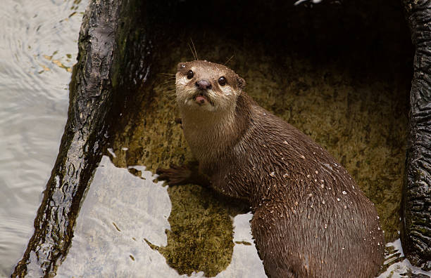 istock Oriental Short-Clawed Otter (amblonyx cinereus) swimming 181058225