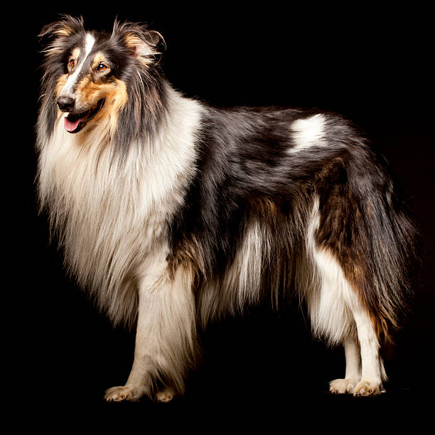 A dog of the type: Rough Collie