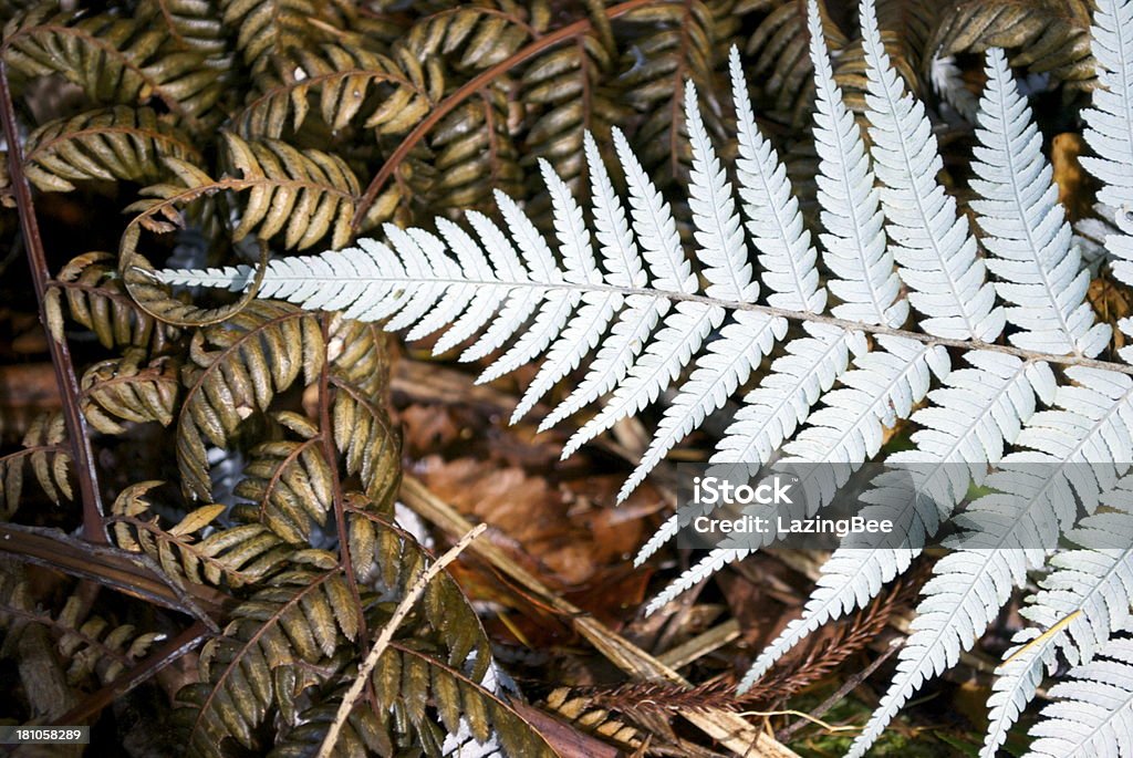 Helecho Nueva Zelanda plata (Punga) - Foto de stock de Abstracto libre de derechos