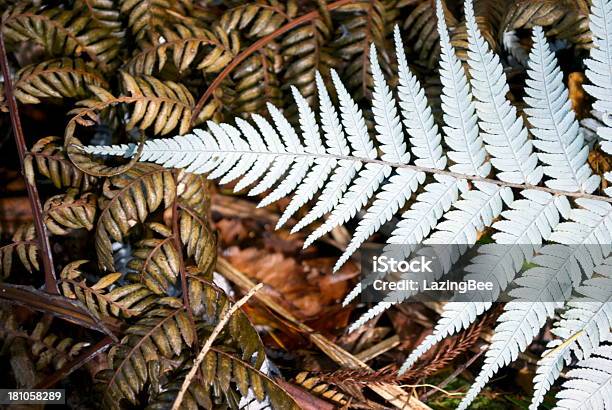 뉴질랜드 실버 양치식물 0명에 대한 스톡 사진 및 기타 이미지 - 0명, 갈색, 갈색 배경