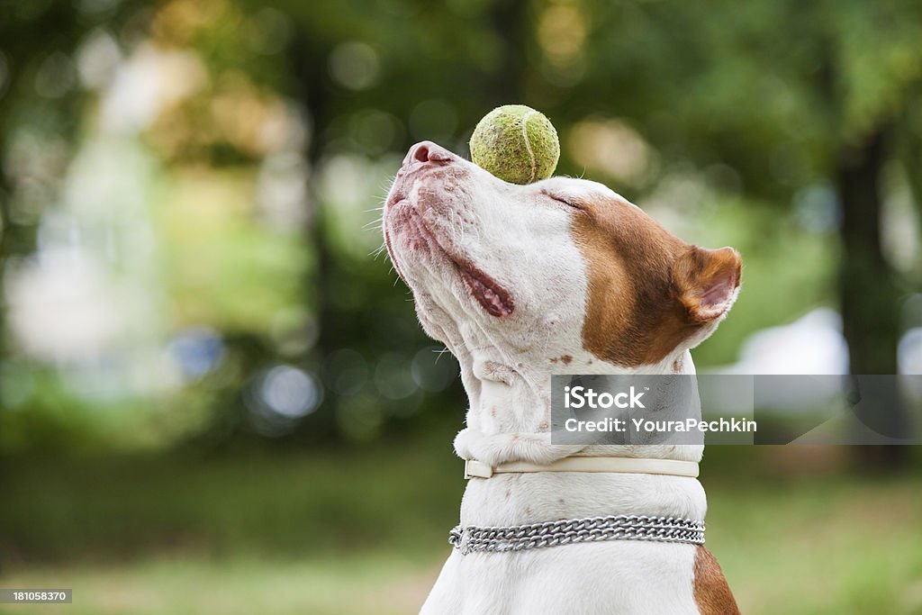 Perro inteligente - Foto de stock de Aire libre libre de derechos