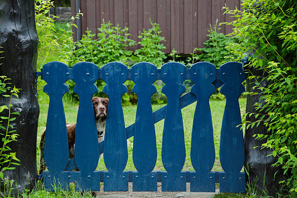 Dog guarding his  home.  Norway.