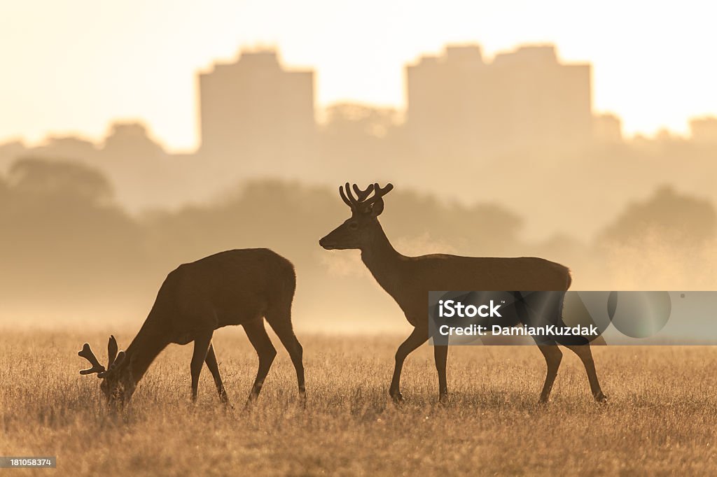 Red Deer (Cervus elaphus) - Foto stock royalty-free di Alba - Crepuscolo