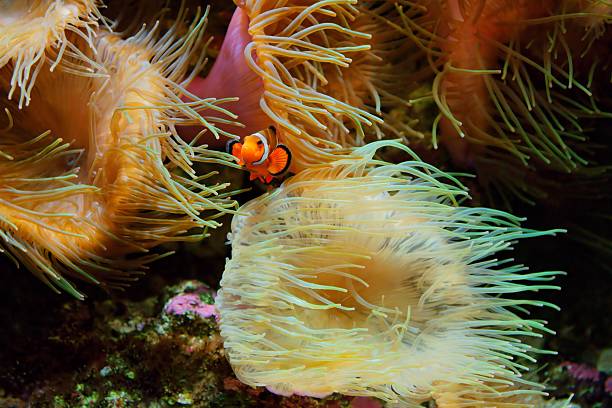 istock Clown Fish (Amphiprion ocellaris) and sea anemones as background 181058519