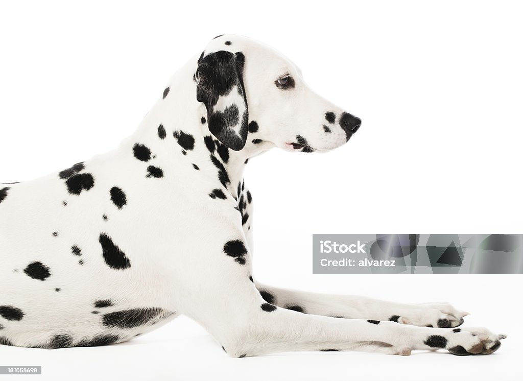 Ritratto di Dalmata - Foto stock royalty-free di Dalmata