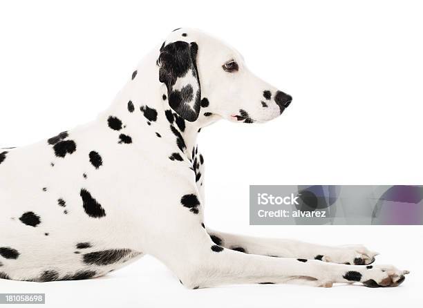 Ritratto Di Dalmata - Fotografie stock e altre immagini di Dalmata - Dalmata, Sfondo bianco, Ambientazione interna