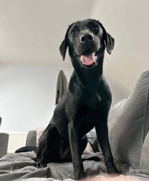 istock Happy Labrador puppy 1810588114