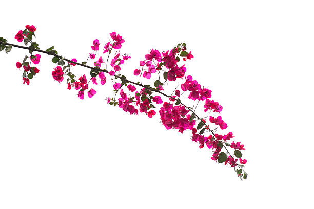 Bougainvillea Branch Close-up of bougainvillea flowers and tree branch, isolated on white background. bougainvillea stock pictures, royalty-free photos & images