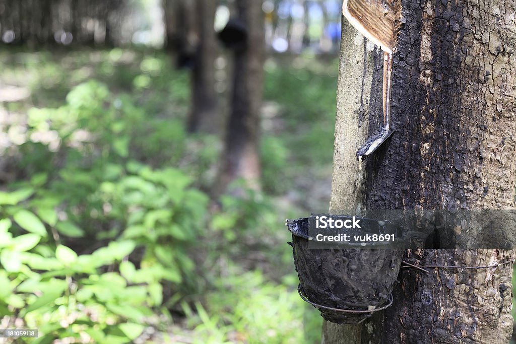 Plantación de árboles de caucho - Foto de stock de Provincia de Phuket libre de derechos