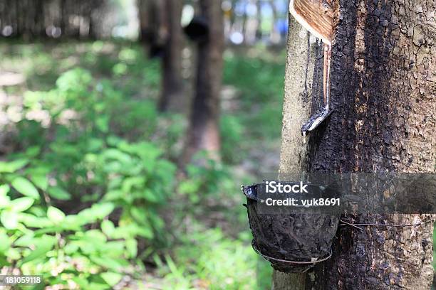 Plantación De Árboles De Caucho Foto de stock y más banco de imágenes de Provincia de Phuket - Provincia de Phuket, Agricultura, Producto local