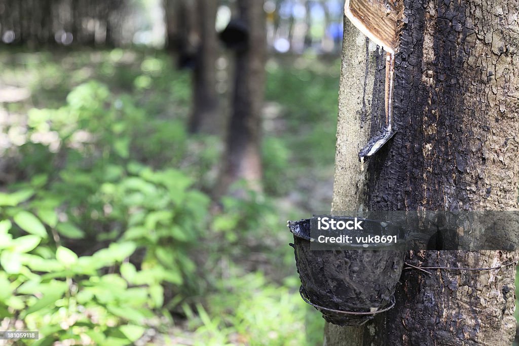Plantation d'arbres en caoutchouc - Photo de Province de Phuket libre de droits