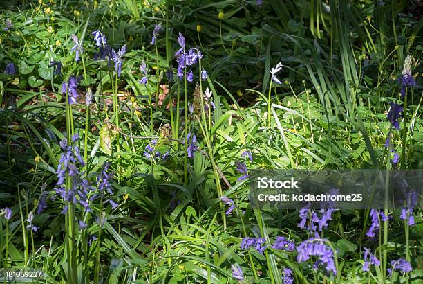 Bluebells Em Madeira - Fotografias de stock e mais imagens de Ao Ar Livre - Ao Ar Livre, Azul, Beleza