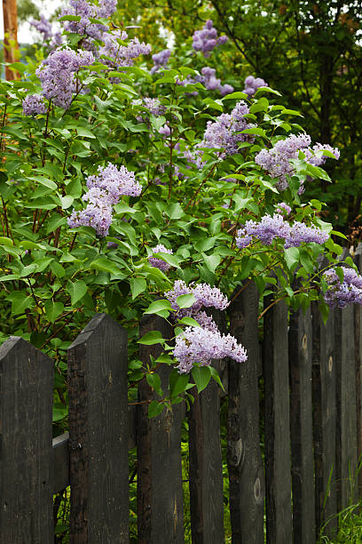 istock Lilac and wooden fence. 181059241