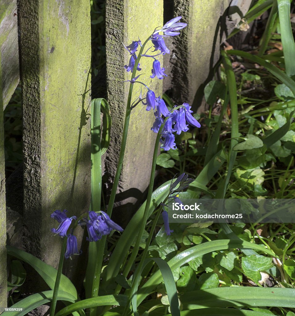 bluebells em madeira - Royalty-free Ao Ar Livre Foto de stock