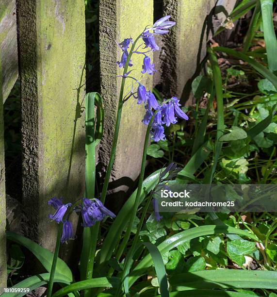 Bluebells Em Madeira - Fotografias de stock e mais imagens de Ao Ar Livre - Ao Ar Livre, Azul, Beleza