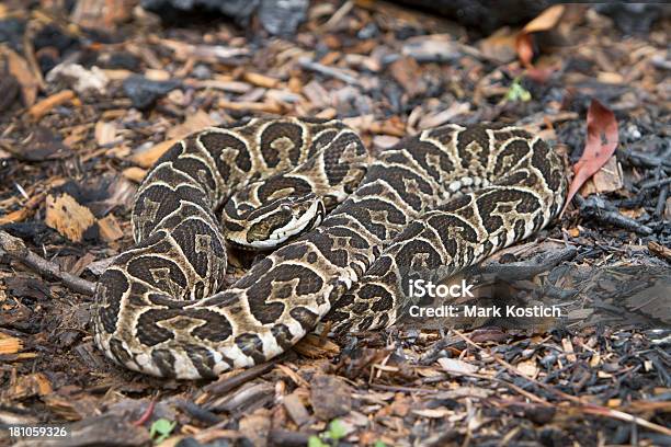 Urutu Schlange Auf Regenwaldetage Stockfoto und mehr Bilder von Halbmond-Lanzenotter - Halbmond-Lanzenotter, Schlange - Kriechtier, Brasilien