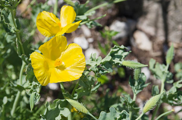 istock Yellow-Horned-poppy (Glaucium flavum) 181059419