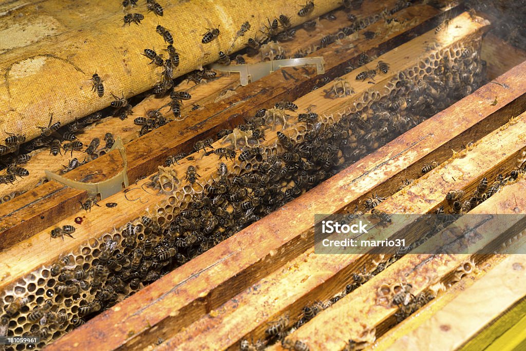 bees Beekeeper working Beehive Stock Photo