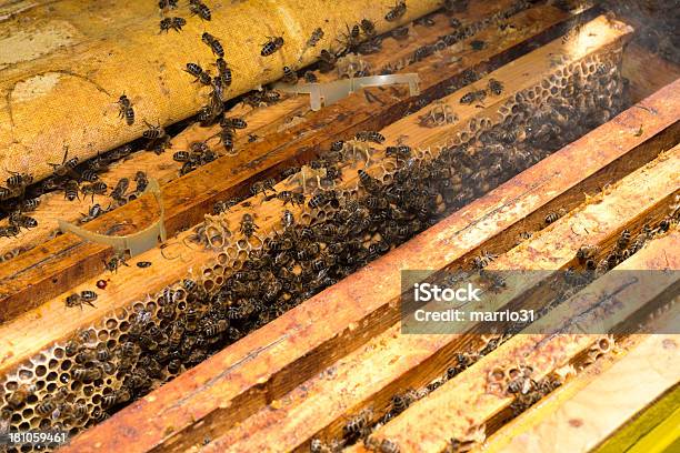 Bees Stock Photo - Download Image Now - Beehive, African Ethnicity, Animal