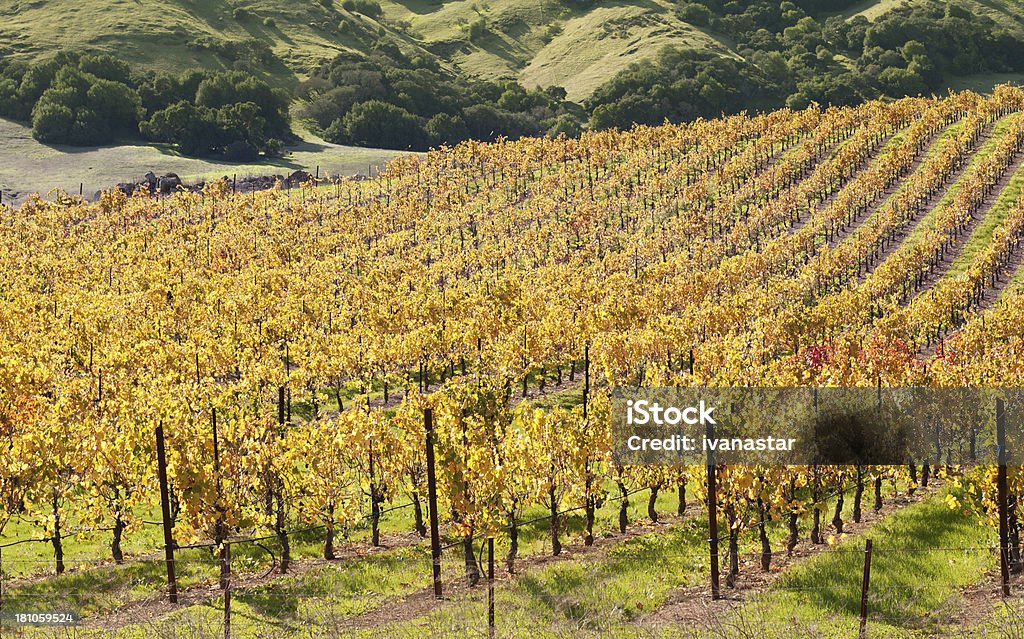 Sonoma Valley Weingut Vines - Lizenzfrei Anhöhe Stock-Foto
