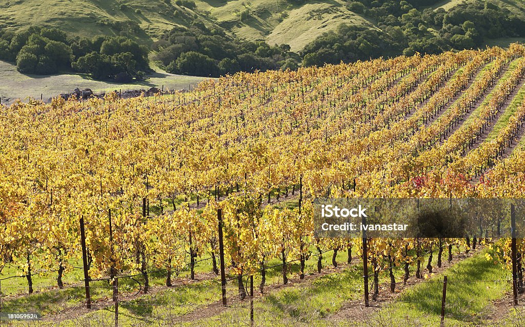 Vale de Sonoma Estabelecimento Vinícola Vines - Royalty-free Agricultura Foto de stock