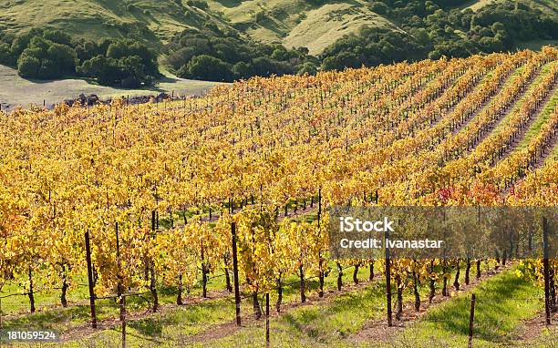 Vale De Sonoma Estabelecimento Vinícola Vines - Fotografias de stock e mais imagens de Agricultura - Agricultura, Ajardinado, Ao Ar Livre